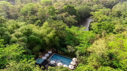 Songs Jungle Lodge Tree | Negroman