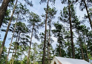 Tentrr State Park Site - Louisiana Bogue Chitto State Park - Gorge Trail N - Sin