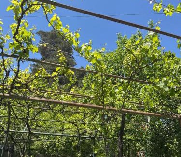 Imereti House | აღმაშენებელი