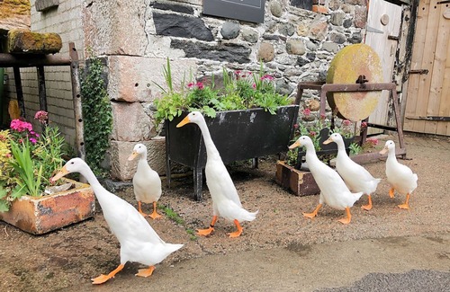 Bassenthwaite Cottage | 1 bedroom accommodation in Bassenthwaite
