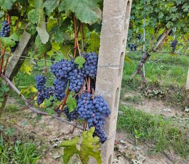 Barolo House | A casa di Thelma