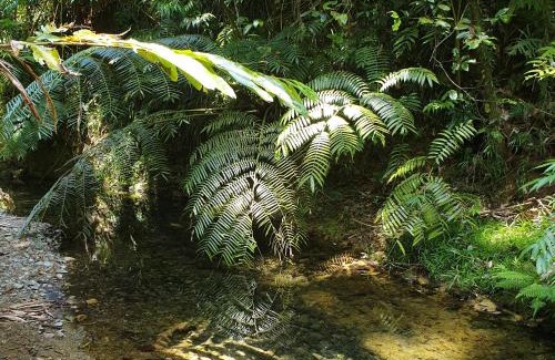 Diwan House | A Daintree Garden