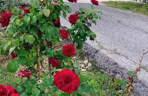 Calvi di Umbria Villa | A few minutes from Rome and other centers Farmhouse in the Umbrian village with pets allowed