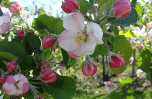 Brustem House | Aan het Singelhof - Bellefleur* met sunshower en tuin