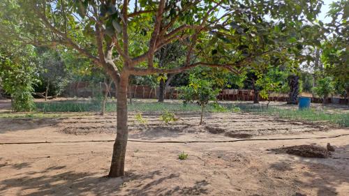 West Coast Division House | Adama Jarju's Horticultural Garden