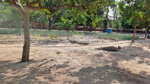 West Coast Division House | Adama Jarju's Horticultural Garden