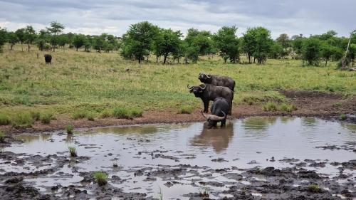 Bariadi Other | Africa Safari Serengeti Kusini