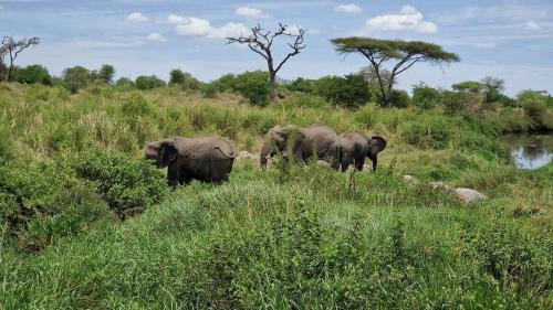 Bariadi Other | Africa Safari Serengeti Kusini