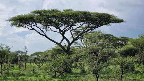 Bariadi Other | Africa Safari Serengeti Kusini