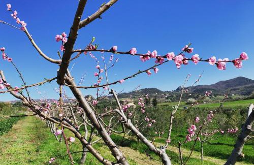 Cerveteri House | Agriturismo Casale Sasso