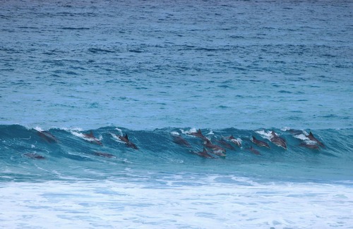 Kangaroo Island Apartment | Apartment amongst the Kangaroos and only a 3 minute walk to Snelling Beach