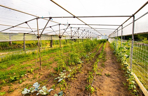 Trzic Apartment | Apartment Organic Farm Hvadnik