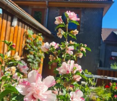 Suhl Apartment | Apartment Schneestern