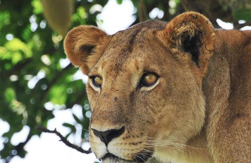 Kaabong Cabin | Apoka Safari Lodge
