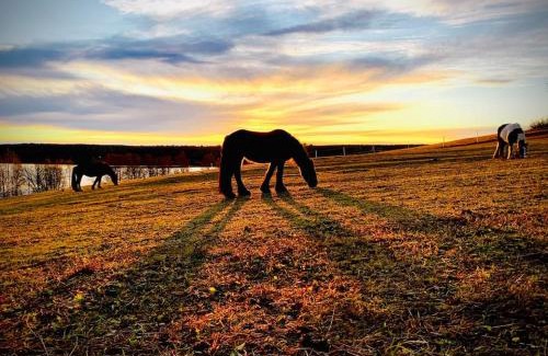 Follinge Apartment | Appartement in Jämtland bij Gusto Stables .