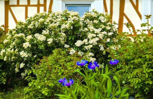 Brionne House | Authenticity Preserved