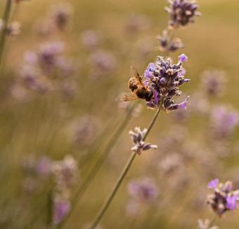 Lovendegem Bed & Breakfast | B&B Maison Lize