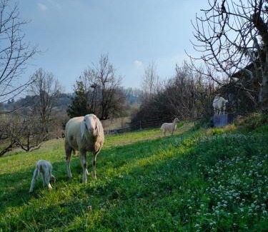Piazzo House | B&B Naturin - Eco Farm