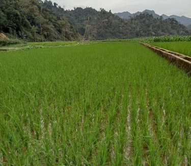 Nam Mau Cabin | Ba Be Village Homestay