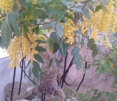 Gedera House | Barud Gedera Israel