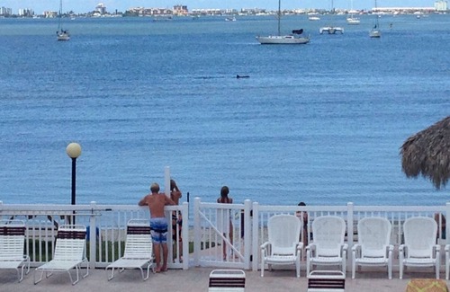 Bayview Condo | Beautiful Condo ,Water View , Bermuda Bay Beach Club ,Saint Petersburg , Florida