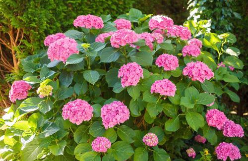 Hoorn Bed & Breakfast | Bed and Breakfast Hoorn