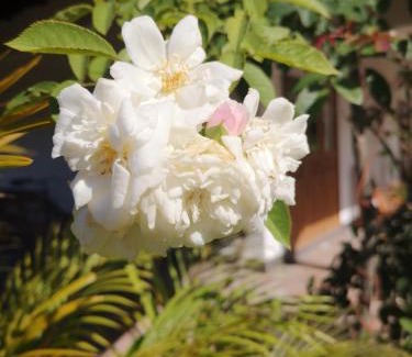 La Digue House | Belle Amie Self Catering