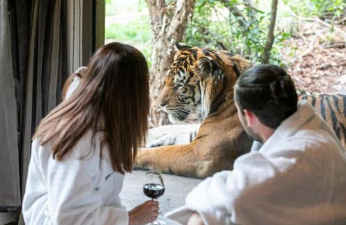 Town of Sullivan House | Big Cat Bungalows at The Haven - Lion 2
