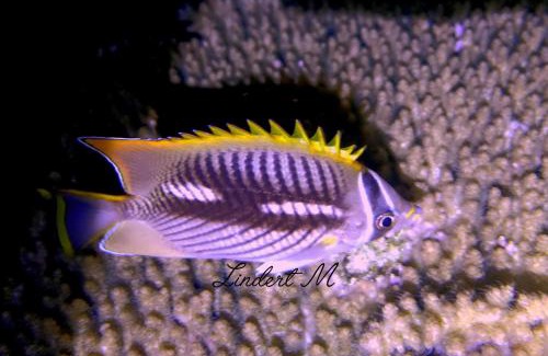 Manyaifun House | Bonwau West Waigeo