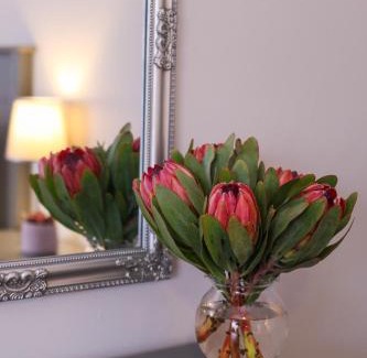 Heldervue Apartment | Brookshill - Protea suite