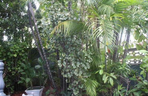 Woodbrook Hotel | Caribbean Tourist Villa