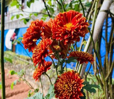 Munnar House | CARMEL HOME STAY