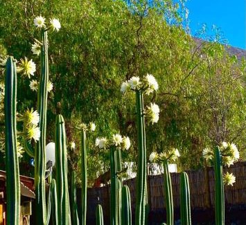 Vicuna House | Casa Amatista Travels