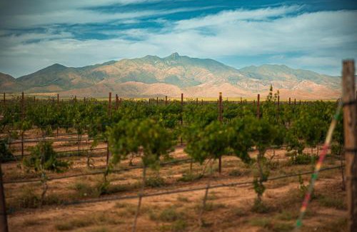 Willcox House | Casa Barbera at Tirrito Farm