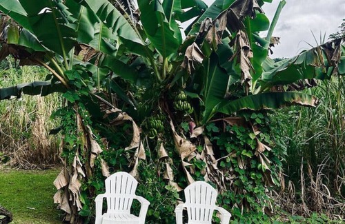 Rio Blanco Cabin | Casa El Yunque: Private Pool & River