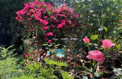 Del Carmen House | Casa Lila: Perfect 6BR House & Garden in COYOACAN