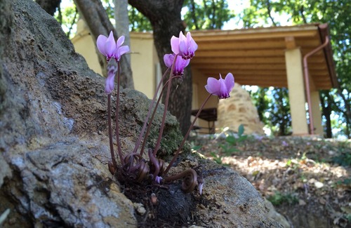 Montescudaio House | Casa romantica in piena natura!