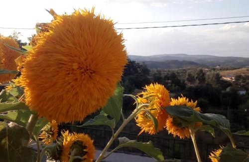 Aldeadavila de la Ribera House | Casa Rural Mimbrero