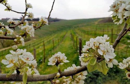 Cassine Bed & Breakfast | Cascina Valtignosa Camere Con Vigna