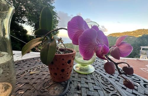 St. Thomas House | Casita Orquidea
