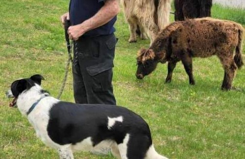 Freedom RV Rental | Celtic Glen Farm Stay - Henge Area An