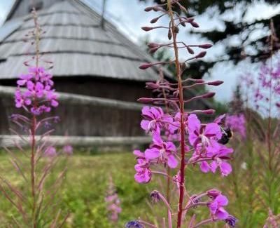 Kamnik House | Chalet Korosica Velika Planina