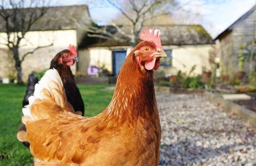 Beaworthy Cottage | Charming Country Cottage in Glorious Devon