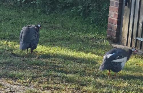 Denstone House | Cherry Tree Lodge with Hot Tub near Alton Towers