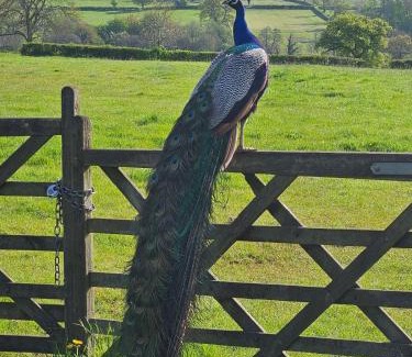 Denstone House | Cherry Tree Lodge with Hot Tub near Alton Towers