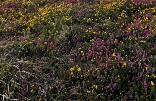 Cashel House | Cosy Connemara Cottage
