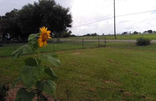 Lake Wales House | Country Farm house nr Legoland Disney Bok Skydiving Pets