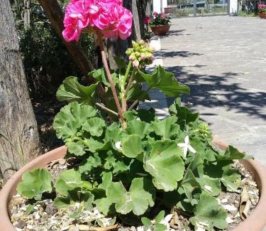 Altavilla Silentina House | Country House L'Ippocastano