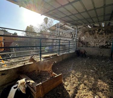 Bethlehem of Galilee House | Cozy Farmhouse with Goats, Garden & Deck