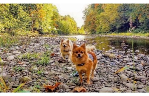Tunkhannock Apartment | Creekside Getaway in The Trees